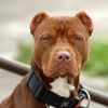 NYPD Officer Docked 10 Vacation Days For Fatally Shooting Pit Bull